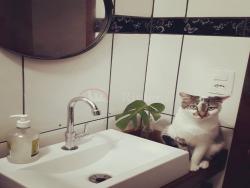 Sobrado para Venda em São Sebastião - 2